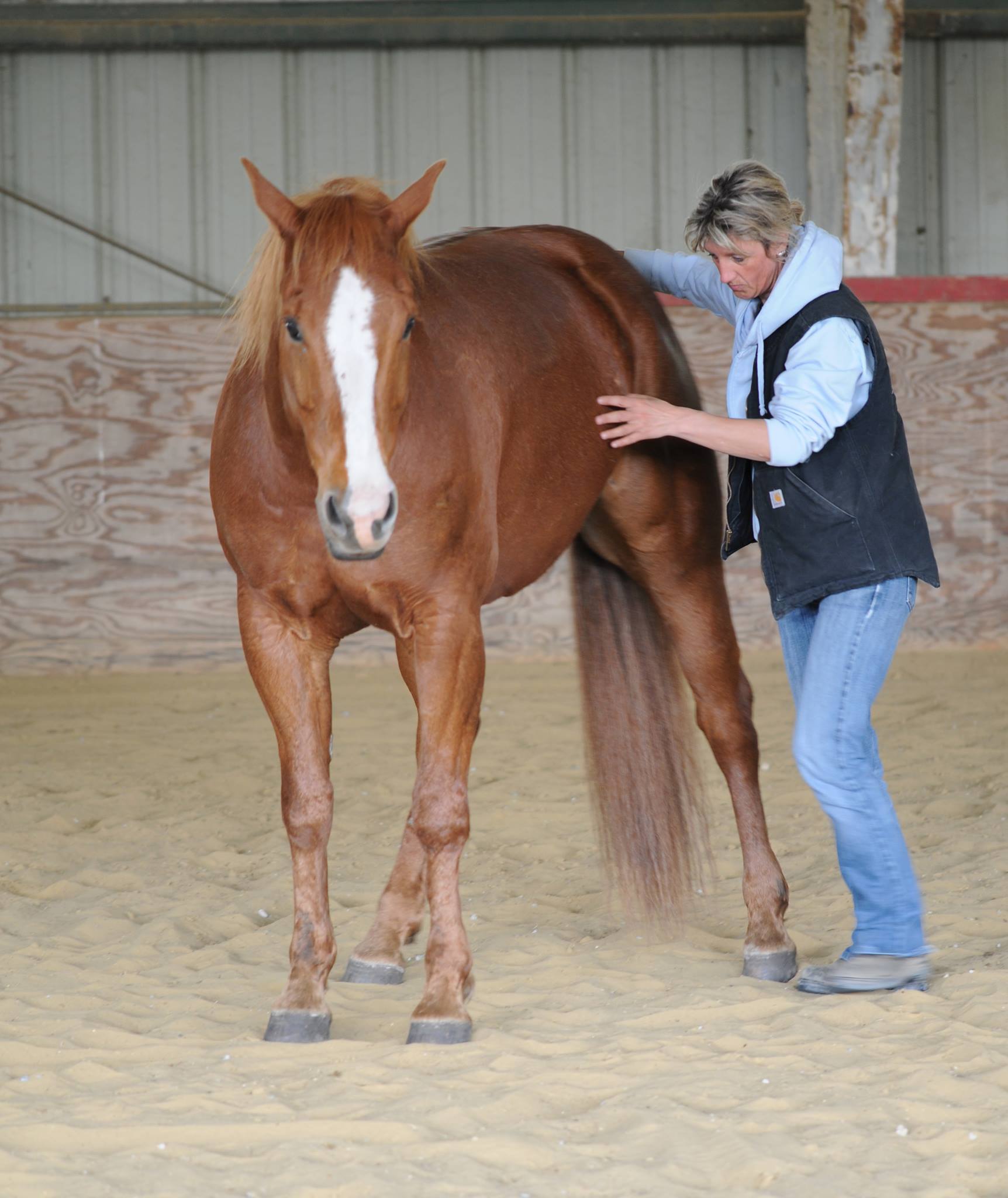 TierphysioTherapie – PferdephysioHundephysiotherapie & Osteopathie